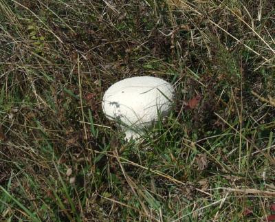 Прикрепленное изображение: DSCF5775.jpg